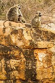Yellow baboons sitting on a kopje - Tsavo East Kenya 