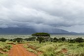 Rain on the savannah - Tsavo East Kenya 