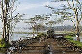Rangers and Yellow-billed Stork on track - Lake Nakuru Kenya
