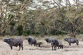 African Buffalo and Fever Acacias Trees - Nakuru Kenya 