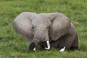 African Elephant in marsh - Amboseli Kenya