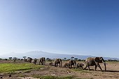 African Elephants in front of Kilimanjaro - Amboseli Kenya