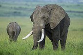 African Elephants in savanna - Masai Mara Kenya