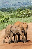 Young African Elephants on a track - Tsavo East Kenya