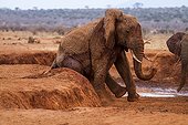 African Elephant taking a mud bath - Tsavo East Kenya