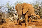 African Elephant taking a mud bath - Tsavo East Kenya