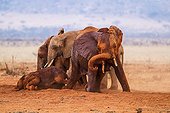African Elephants taking a mud bath - Tsavo East Kenya