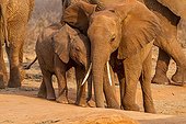 African Elephants taking a mud bath - Tsavo East Kenya