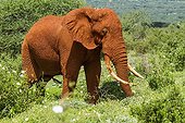 African Elephant male covered in mud - Tsavo East Kenya