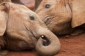 African Elephant male covered in mud - Nairobi NP Kenya ; Elephant orphanage Daphne Sheldrick<br>David Sheldrick Wildlife Trust