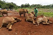 Guard and young African Elephants taking a mud bath - Kenya ; Elephant orphanage Daphne Sheldrick<br>David Sheldrick Wildlife Trust