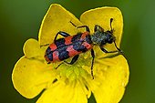 Checkered beetle on buttercup in Catalonia - Spain