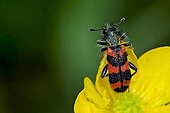 Checkered beetle on buttercup in Catalonia - Spain