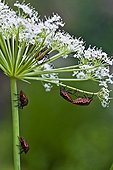 Shield bugs on umbellifera in Catalonia - Spain