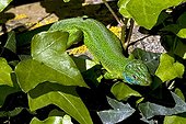 Male European green lizard on ivy in Catalonia - Spain