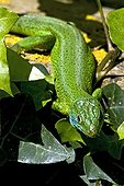 Male European green lizard on ivy in Catalonia - Spain