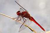 Red darter on a stem in Catalonia - Spain