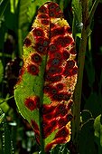 Rust on dock leaf in Catalonia
