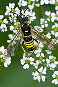 Wasp on umbellifera in Catalonia - Spain