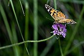 Painted lady on scabieusia flower in Catalonia - Spain