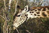 Girafe masaï et Piqueboeuf à bec jaune - Masaï Mara Kenya