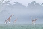 Girafes de Rotschild dans la brume à l'aube - Nakuru Kenya