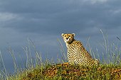 Cheetah sitting in savannah - Masai Mara Kenya