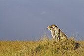 Cheetahs sitting in savannah - Masai Mara Kenya