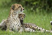Cheetah and young lying in savanna - Masai Mara Kenya ; 6 weeks old cubs