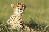 Portrait of Cheetah lying in savanna - Masai Mara Kenya
