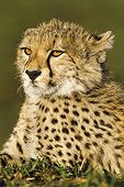 Portrait of Cheetah lying in savanna - Masai Mara Kenya