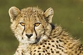 Portrait of Cheetah lying in savanna - Masai Mara Kenya
