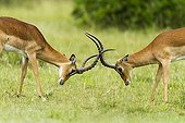 Impala males fighting in savanna - Masai Mara Kenya