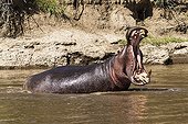 Male hippo yawning in water - Masai Mara Kenya