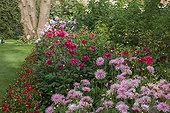 Dahlias in bloom in a garden