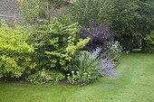 European smoketree 'Royal Purple' in a garden
