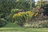 Golden rod and achillea 'Golden Plate' in bloom in a garden