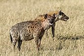 Spotted Hyenas in savannah - Masai Mara Kenya