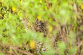 Leopard hiding in the bushes - Masai Mara Kenya