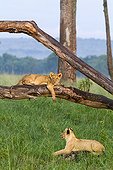 Cubs on trunks in the savannah - Masai Mara Kenya ; Cubs aged 3 to 5 months