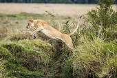 Lioness jumping over a ditch - Masai Mara Kenya