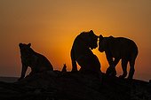 Young Lions at sunrise - Masai Mara Kenya 