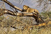 Lion lying on a branch of Acacia - Nakuru Kenya 