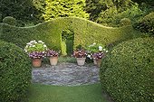 Cupressocyparis hedge and box topiairies in a garden