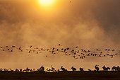 Lesser Flamingos flying and White Pelicans at dawn - Nakuru 