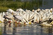 Great white Pelicans and Yellow-billed Storks - Lake Nakuru