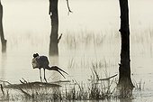 Yellow-billed stork in morning mist - Lake Nakuru Kenya