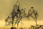 White-breasted Cormorants on a tree - Lake Nakuru Kenya