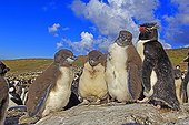 Southern Rockhopper Penguins daycare - Falkland Islands