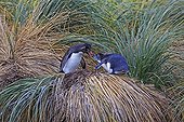 Rockhopper Penguin feeding her chick - Falklands Islands